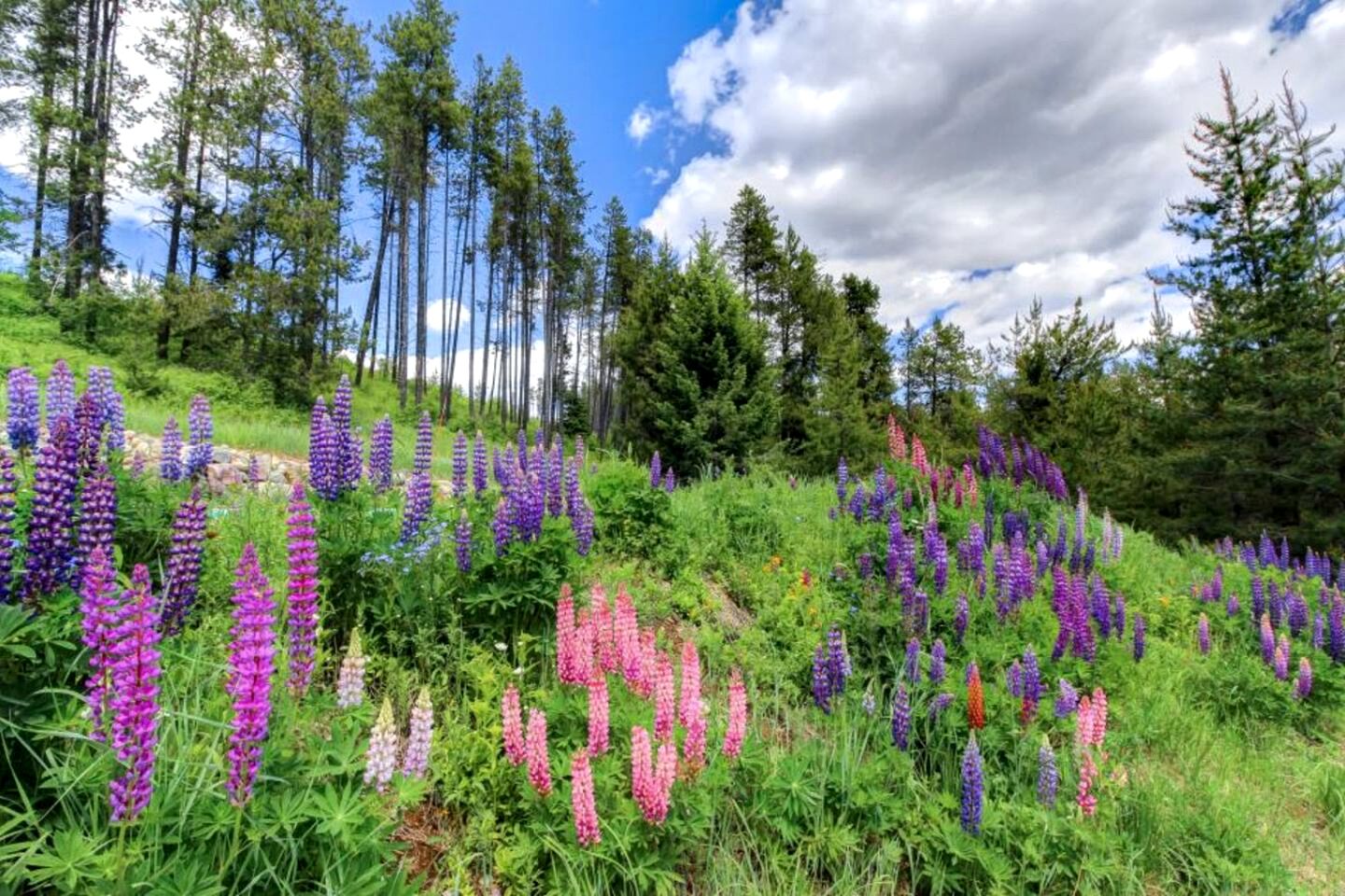 Lovely Family Cabin Rental for an Outdoor Getaway near Whitefish, Montana
