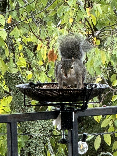 Vacation Rentals (United States of America, Cookson, Oklahoma)