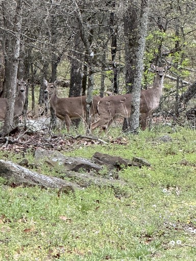 Vacation Rentals (United States of America, Cookson, Oklahoma)