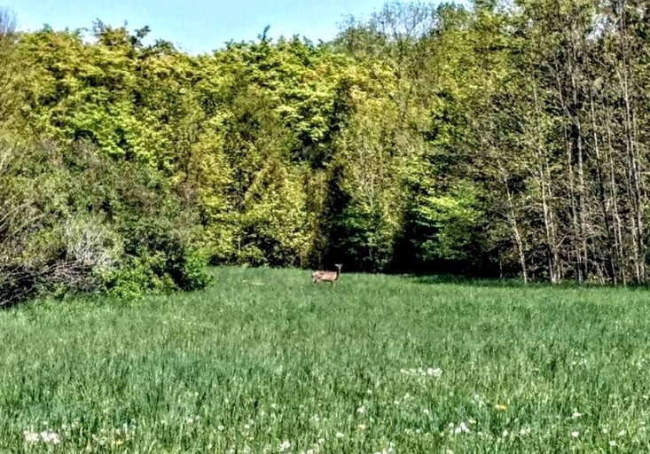 Cottages (Canada, Lions Head, Ontario)