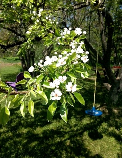 Cottages (Canada, Lions Head, Ontario)
