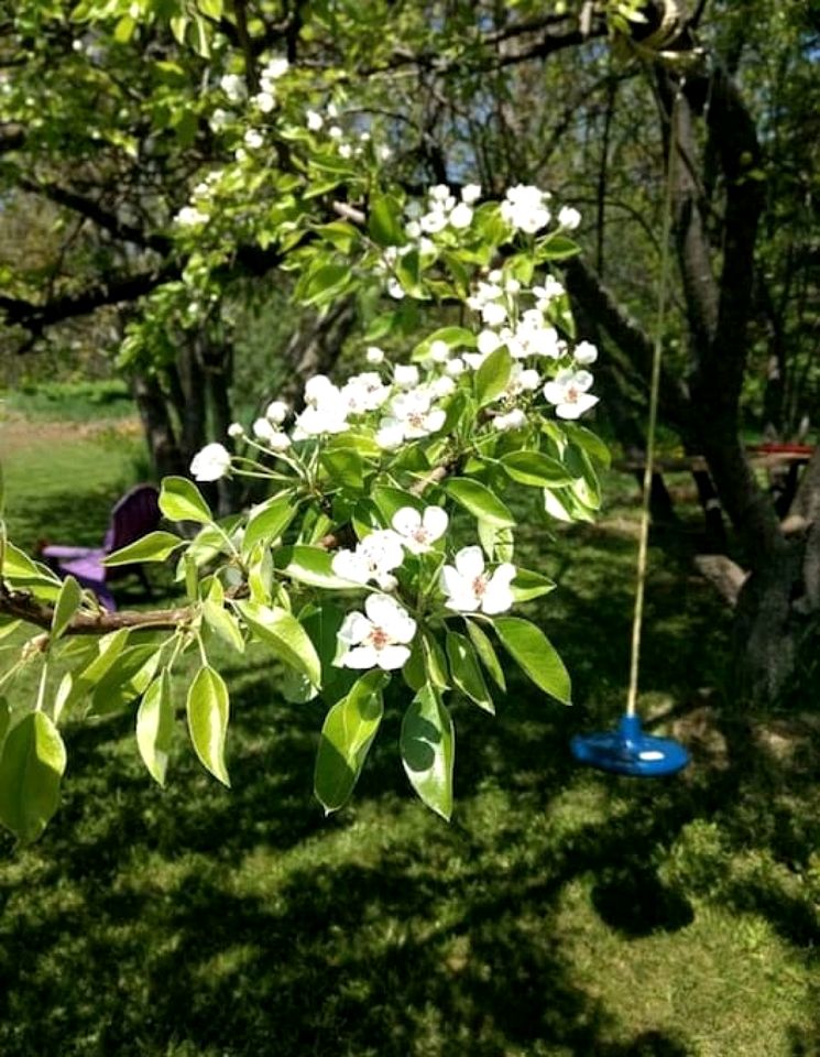Spacious Lakeside Cottage with Games Room and Firepit, Walking Distance to Beach and Marina, Lion's Head, Ontario