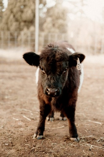 Cabins (United States of America, Torreon, New Mexico)