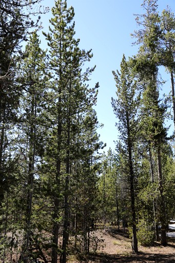 Cabins (United States of America, --, Idaho)