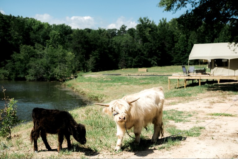 Tented Cabins (United States of America, Greenville, South Carolina)