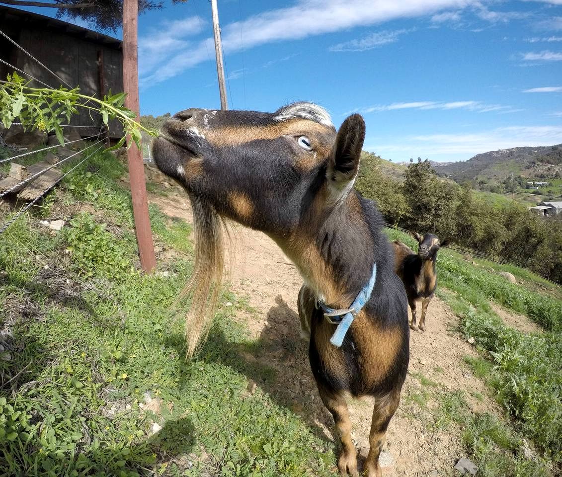 Pet Friendly Fantastic Secluded Cottage with Hot-tub in Rainbow, California