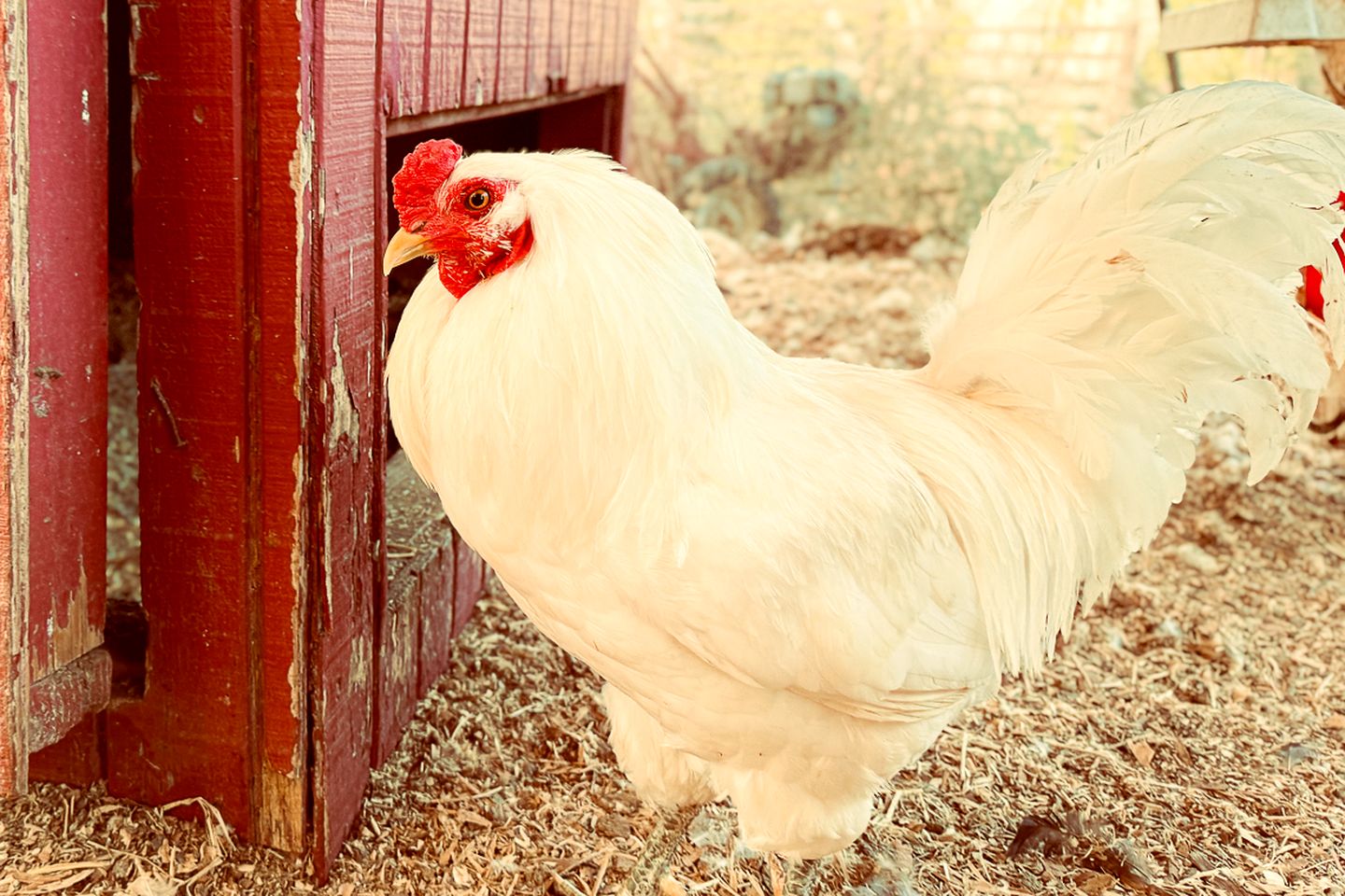 Pet Friendly Fantastic Secluded Cottage with Hot-tub in Rainbow, California