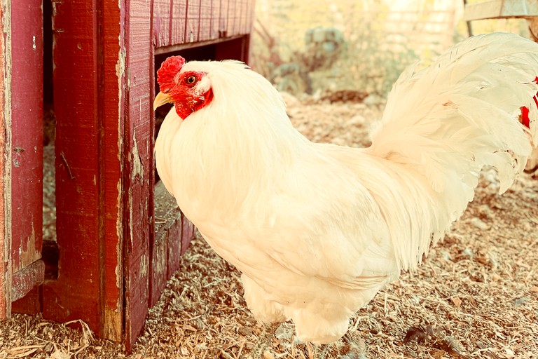 Cottages (United States of America, Fallbrook, California)