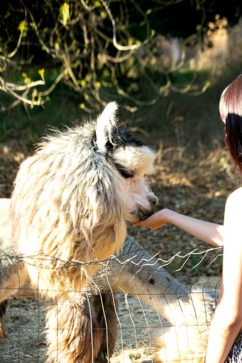 Cottages (United States of America, Fallbrook, California)