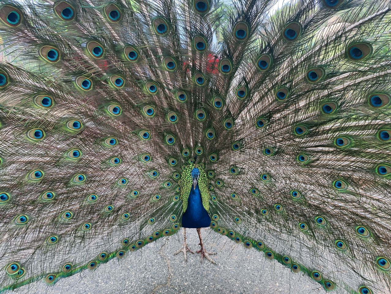 Pet Friendly Fantastic Secluded Cottage with Hot-tub in Rainbow, California