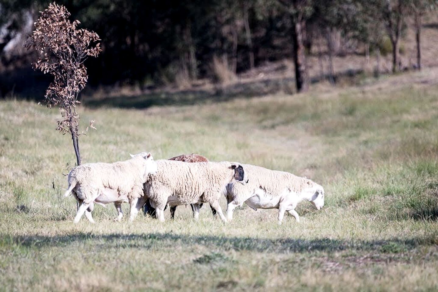 Fantastic Tiny House with Breathtaking Farmlands and Wine Tours in New South Wales, Australia