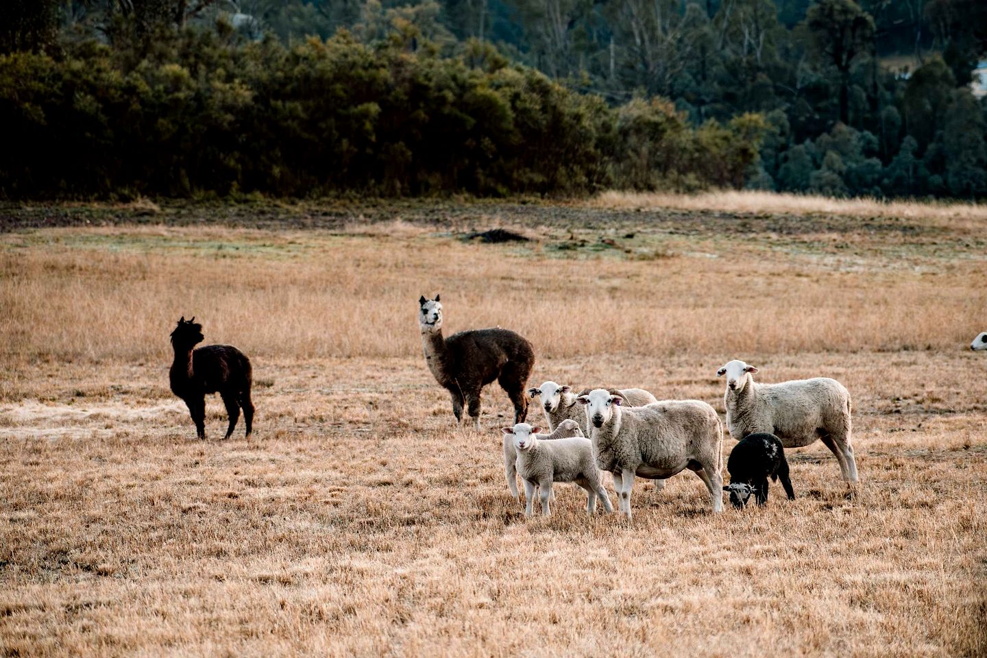 Fantastic Tiny House with Breathtaking Farmlands and Wine Tours in New South Wales, Australia