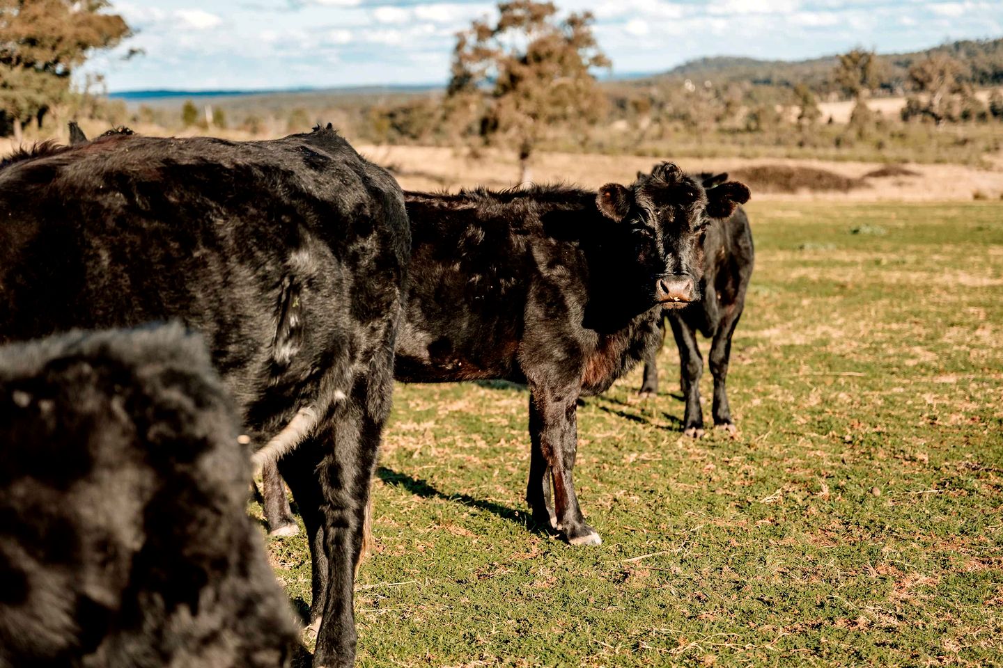 Fantastic Tiny House with Breathtaking Farmlands and Wine Tours in New South Wales, Australia