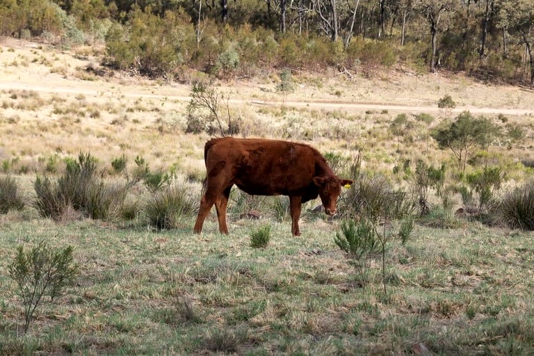 Tiny Houses (Australia, Turill, New South Wales)