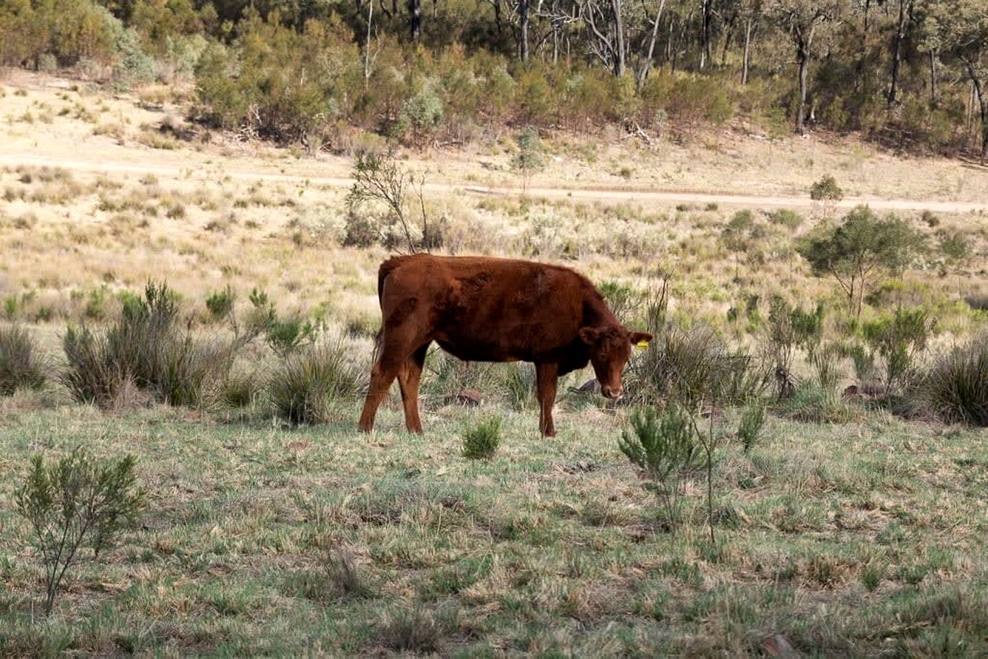 Fantastic Tiny House with Breathtaking Farmlands and Wine Tours in New South Wales, Australia