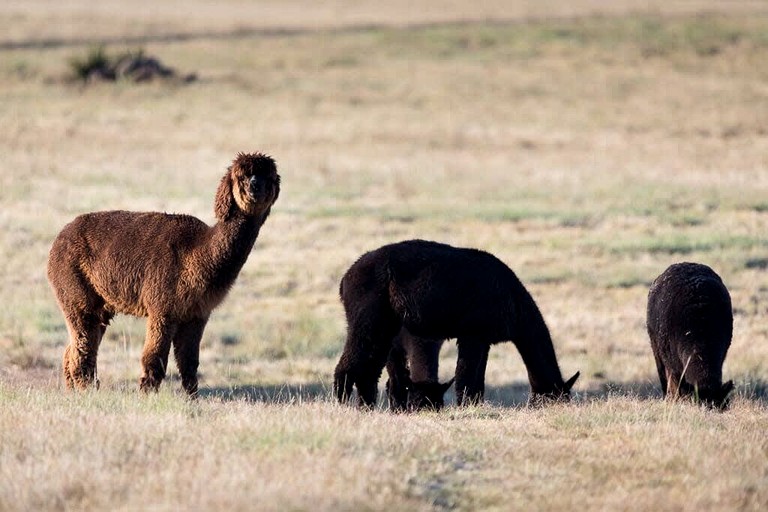 Tiny Houses (Australia, Turill, New South Wales)