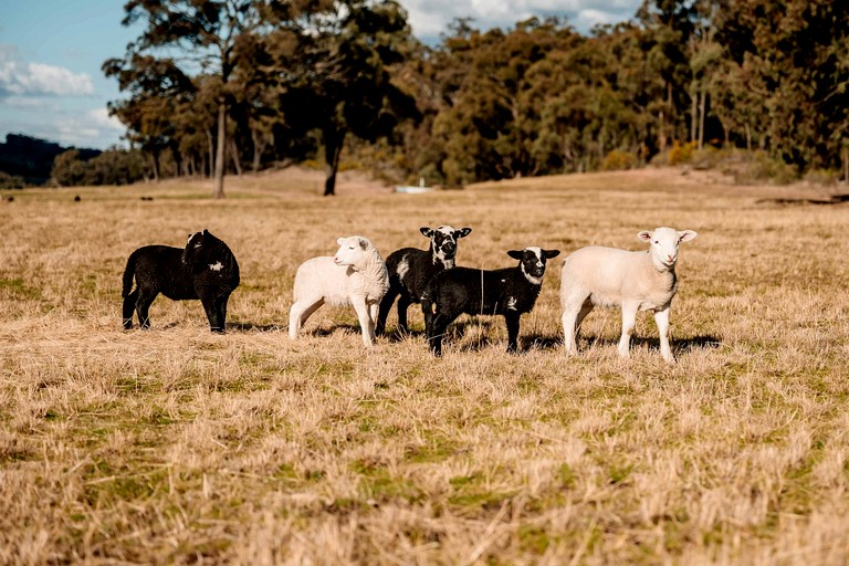 Tiny Houses (Australia, Turill, New South Wales)