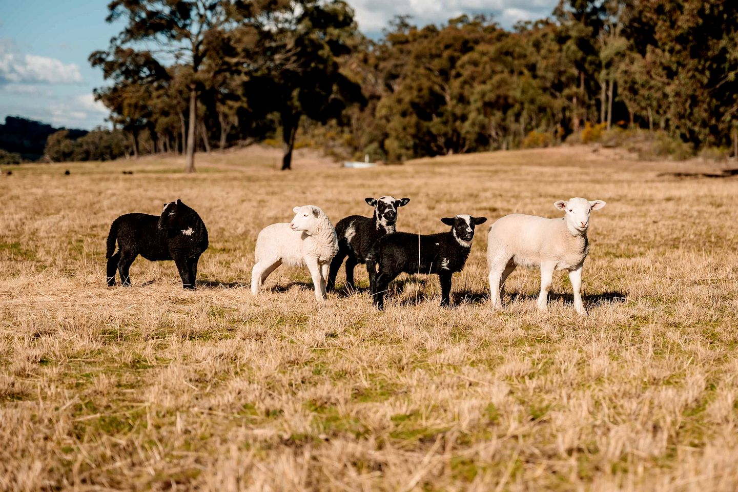Fantastic Tiny House with Breathtaking Farmlands and Wine Tours in New South Wales, Australia
