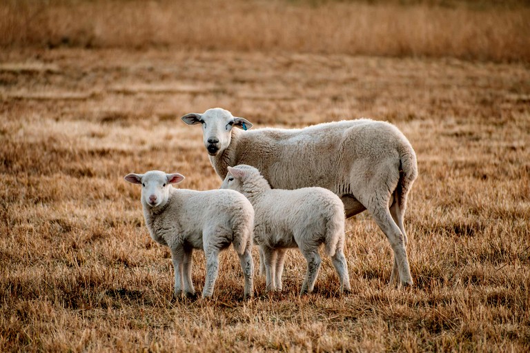 Tiny Houses (Australia, Turill, New South Wales)