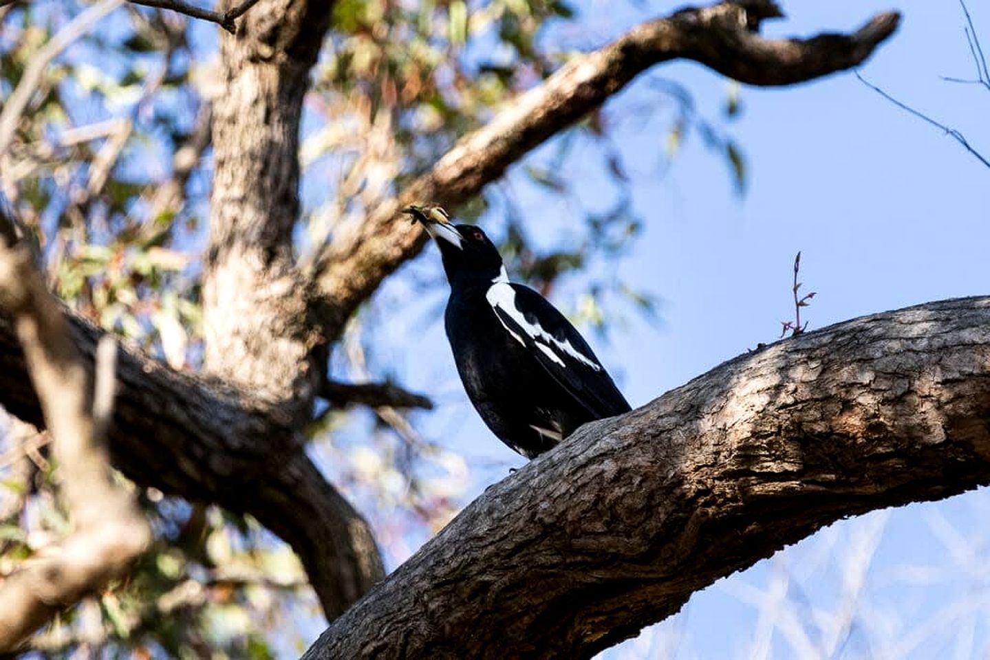 Fantastic Tiny House with Breathtaking Farmlands and Wine Tours in New South Wales, Australia