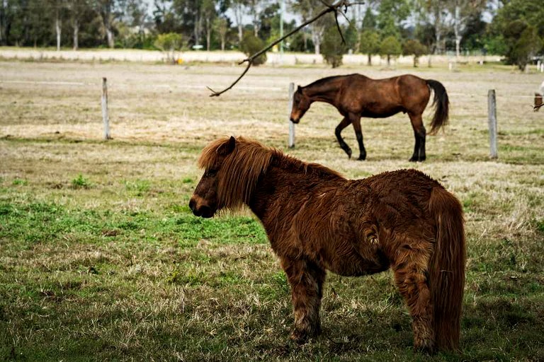 Tiny Houses (Australia, Glen Cairn, Queensland)