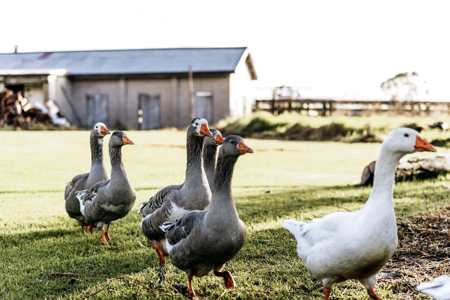 Farm Glamping Stay in Alberton West for Victoria Getaways