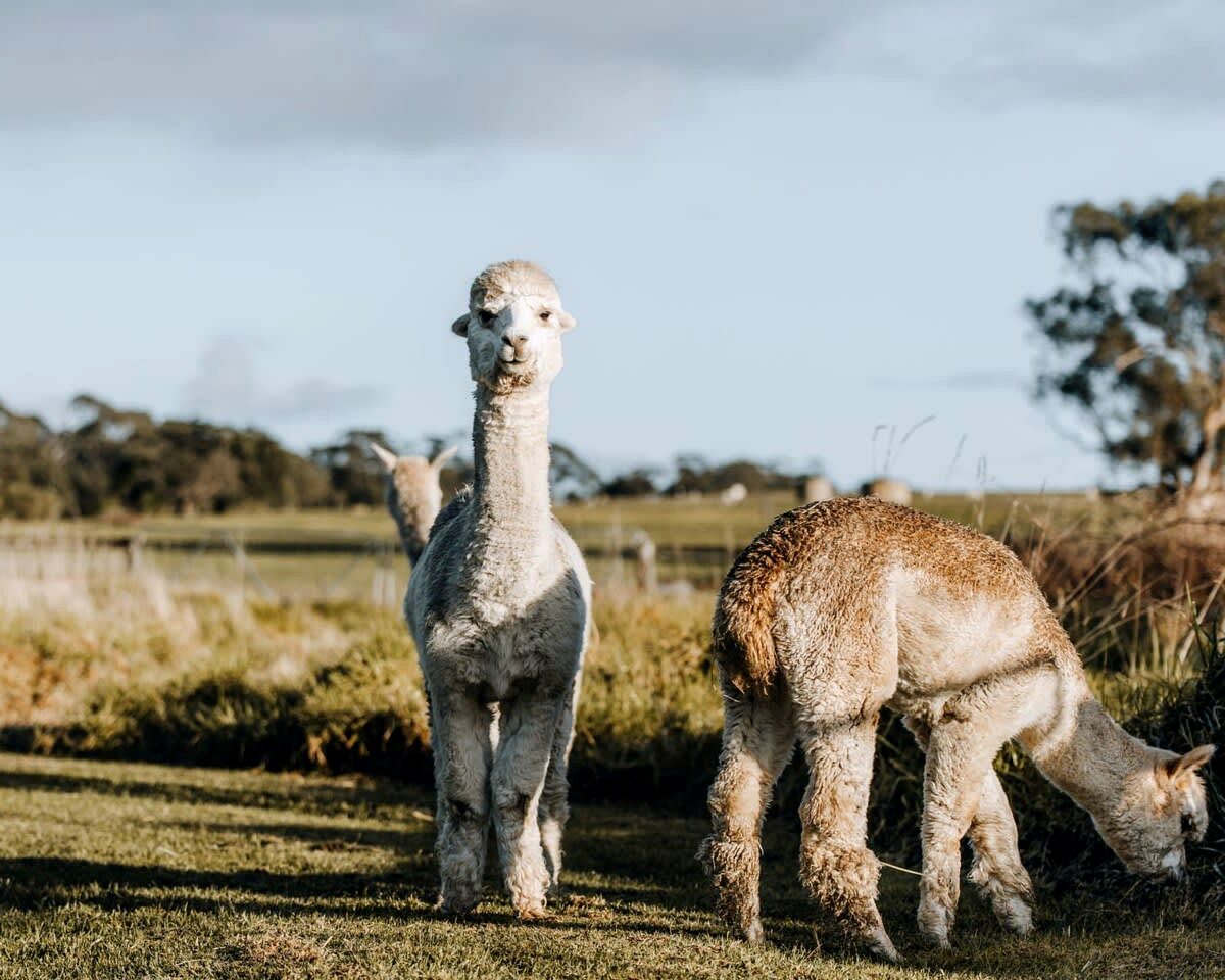 Farm Glamping Stay in Alberton West for Victoria Getaways