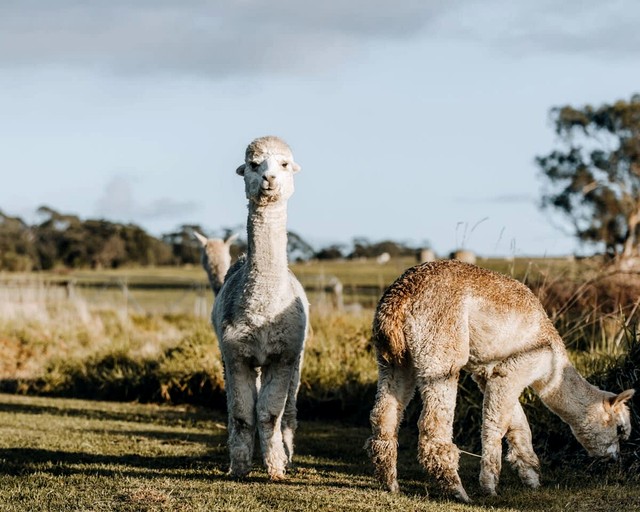 Tiny Houses (Australia, Alberton West, Victoria)