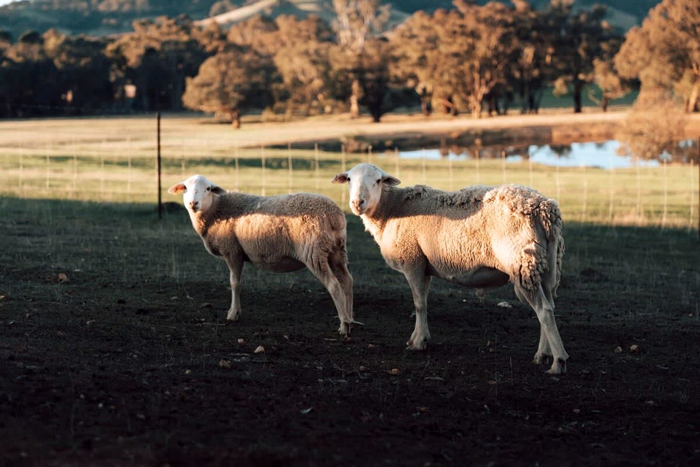 Farm Stay Glamping near the Pyrenees State Forest, Victoria