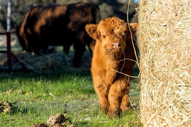 Tiny Houses (Australia, Warrenmang, Victoria)