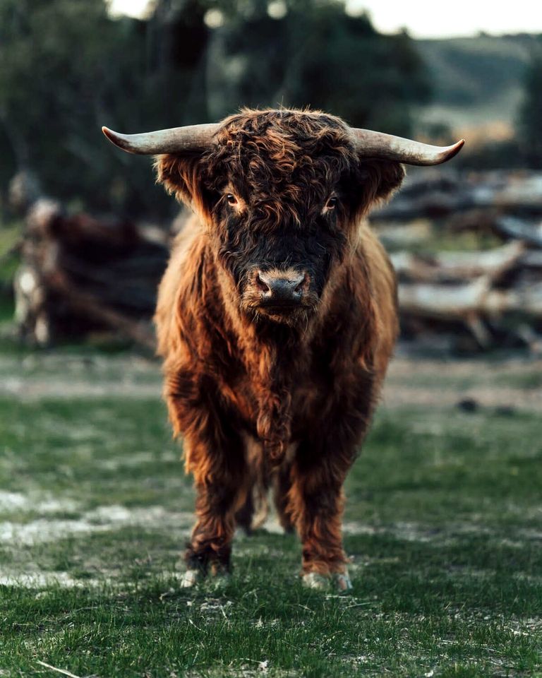 Farm Stay Glamping near the Pyrenees State Forest, Victoria