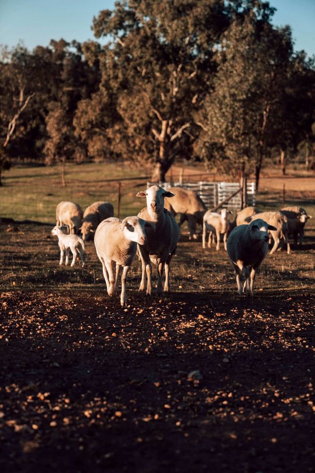 Farm Stay Glamping near the Pyrenees State Forest, Victoria