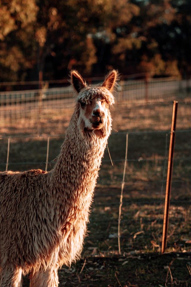 Farm Stay Glamping near the Pyrenees State Forest, Victoria