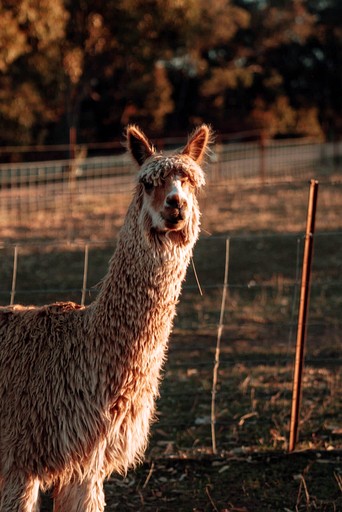 Tiny Houses (Australia, Warrenmang, Victoria)