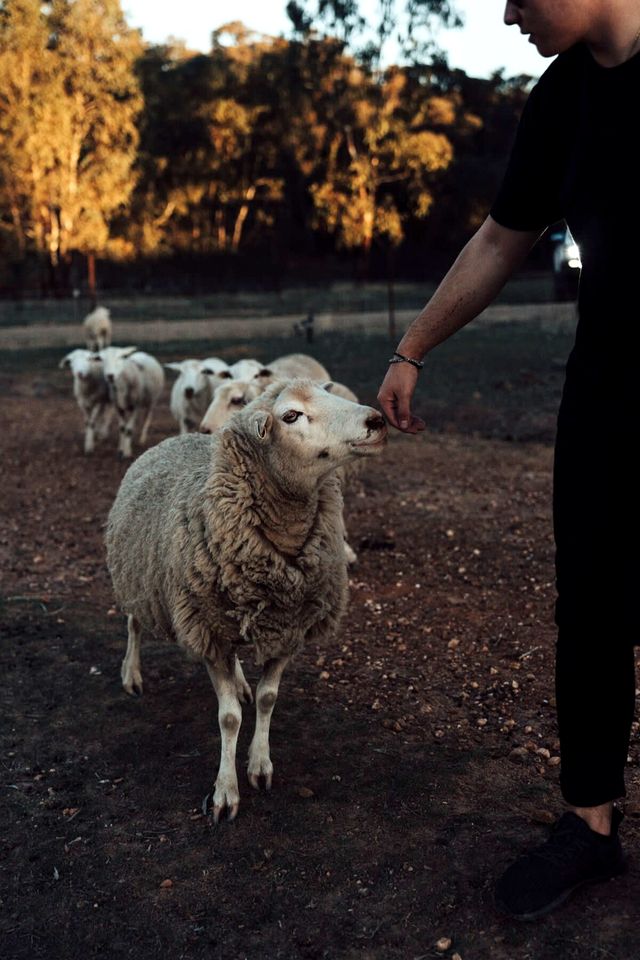 Farm Stay Glamping near the Pyrenees State Forest, Victoria