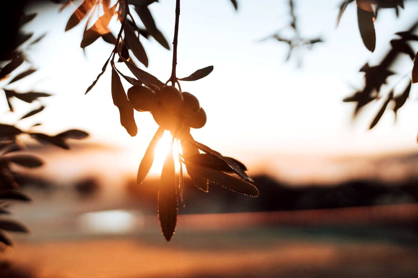 Farm Stay Glamping near the Pyrenees State Forest, Victoria