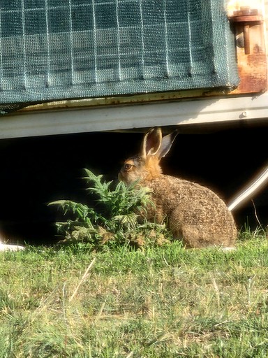 Vacation Rentals (Australia, Deepwater, Queensland)