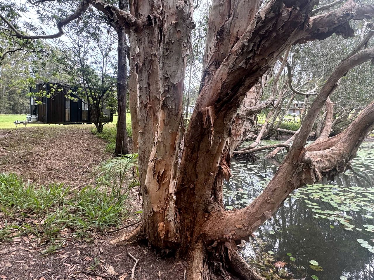 Cozy Tiny House Surrounded by Trees in Coffs Harbour, New South Wales