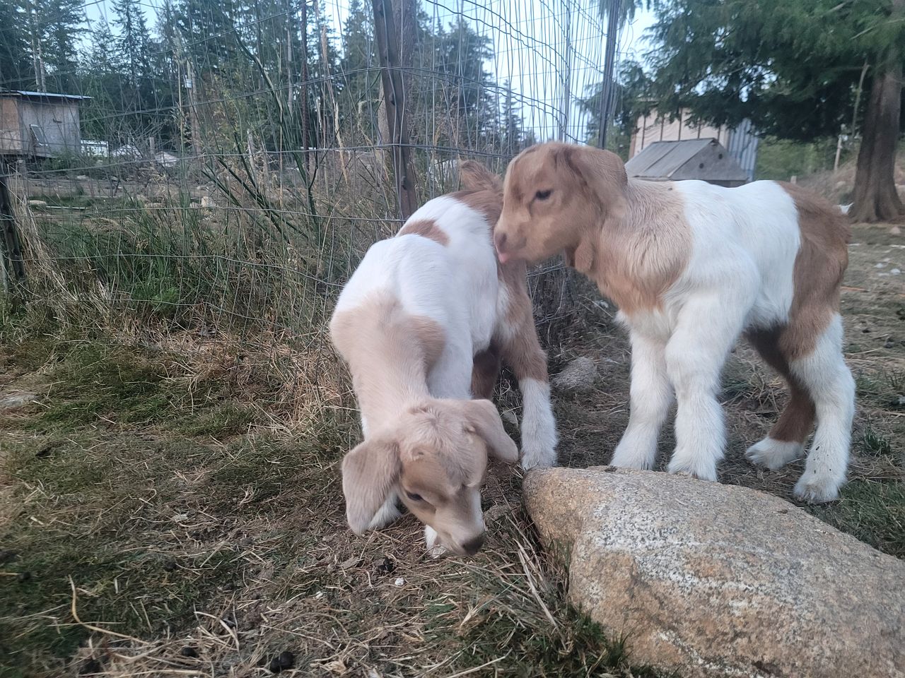 Rustic Farm-Themed Cabin with Forest Views, Trails & Animal Encounters near Homestead Farm in British Columbia, Canada