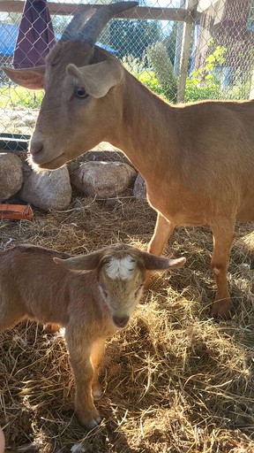 Cabins (Canada, qathet Regional District, British Columbia)