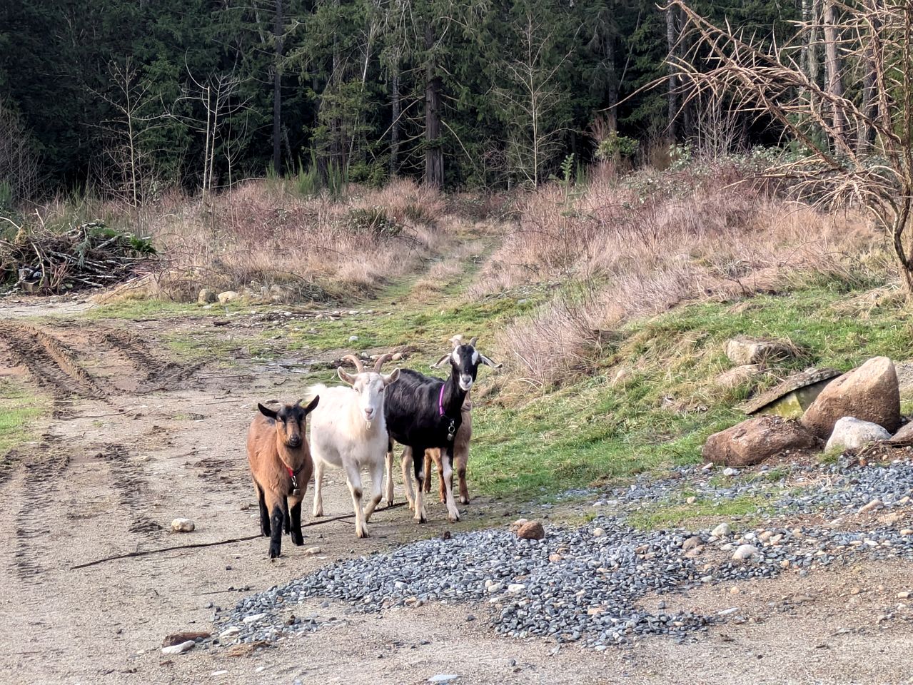 Rustic Farm-Themed Cabin with Forest Views, Trails & Animal Encounters near Homestead Farm in British Columbia, Canada