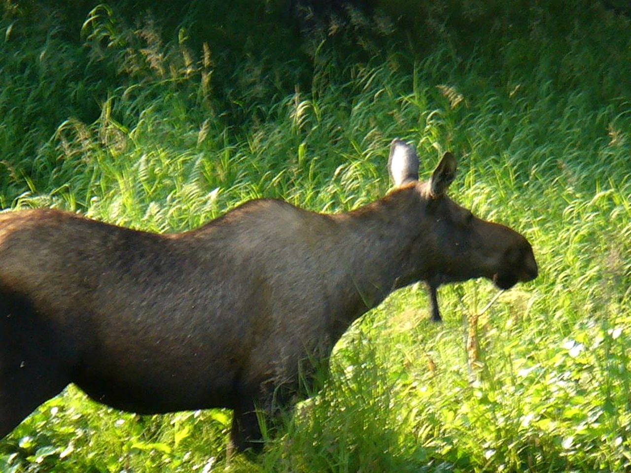 Family-Friendly Vacation Rental with Jaw-Dropping Views in Homer, Alaska