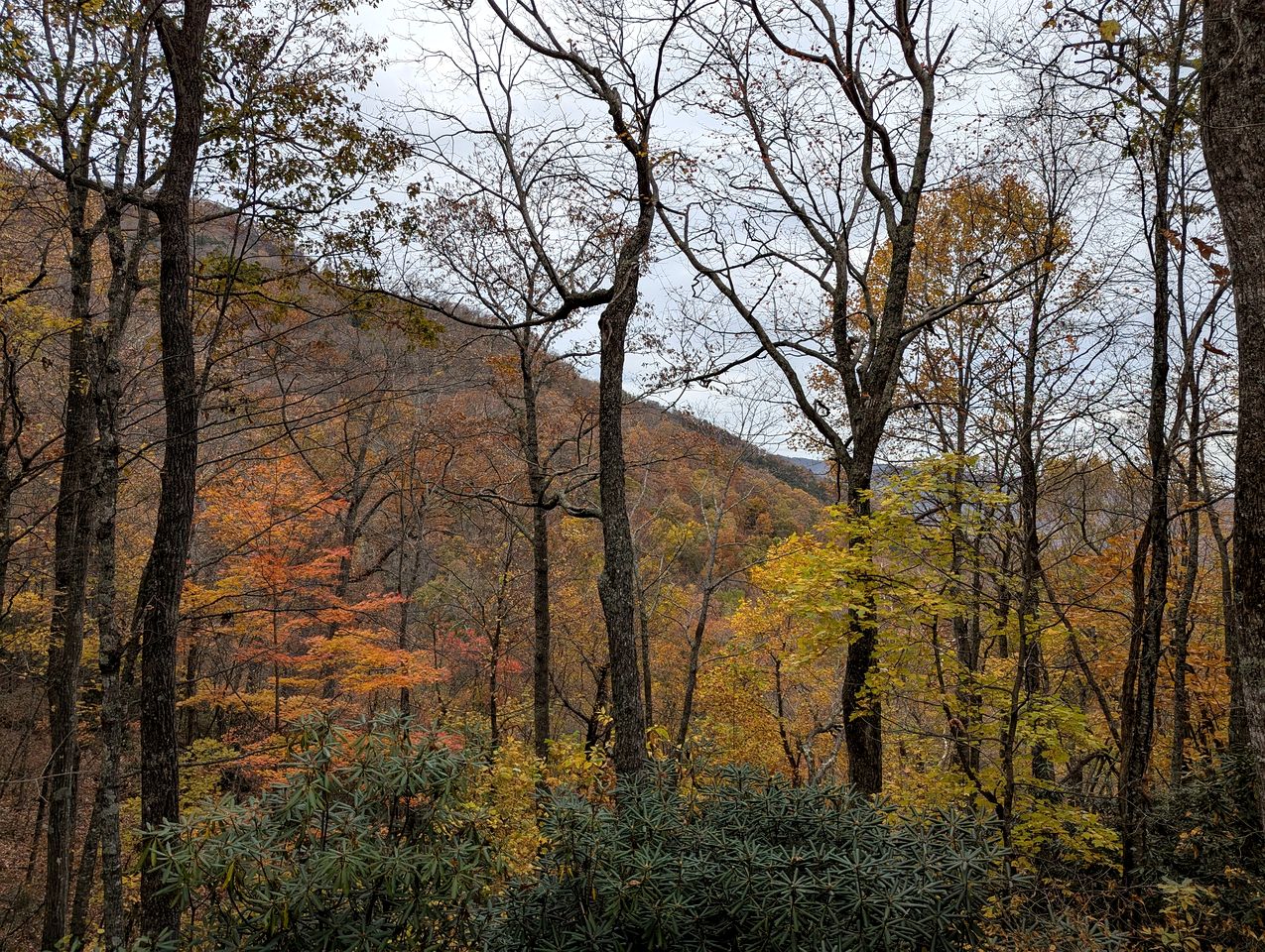 Secluded Mountain Cabin Retreat with Scenic Woodland Views near Black Mountain, NC