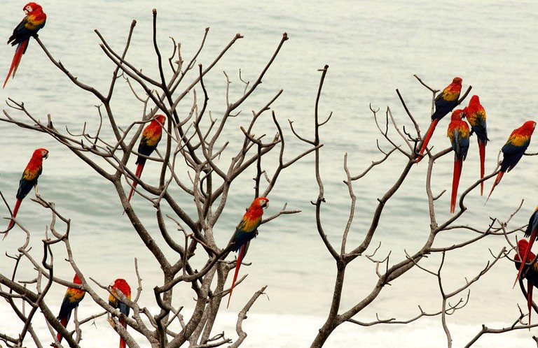 Cabins (Carate, Puntarenas, Costa Rica)