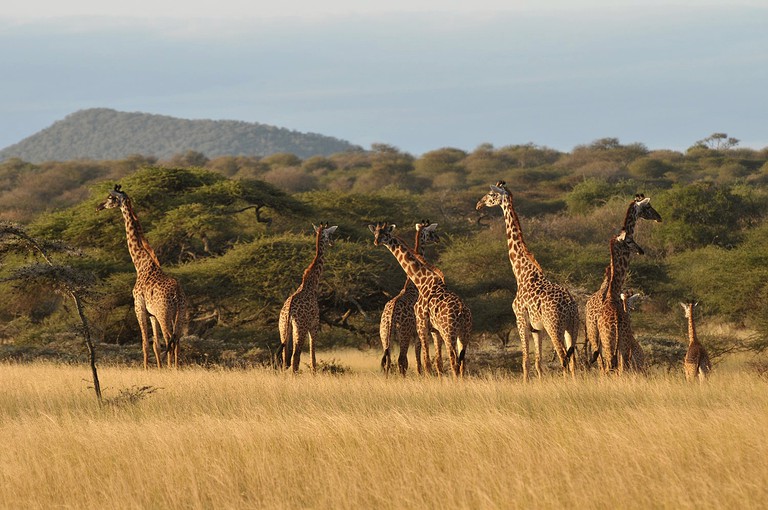 Tents (Nairobi, Nairobi, Kenya)