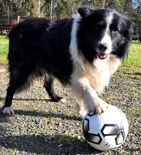Tiny Houses (Australia, Girvan, New South Wales)