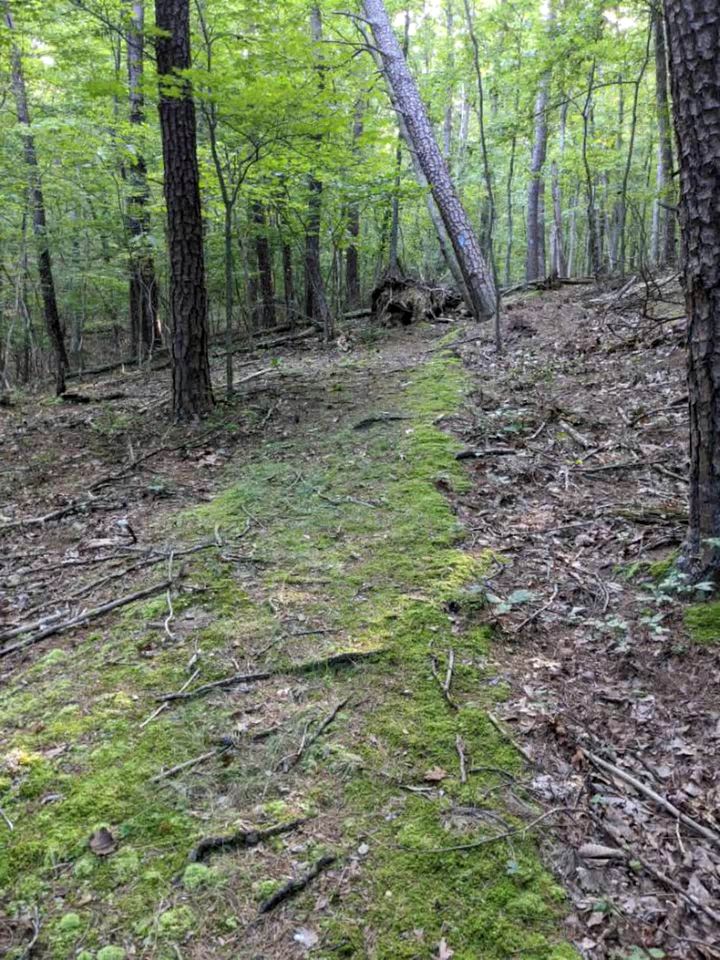 Charming Dog-Friendly Mountain Cabin with Fire Pit & Screened Porch Near Berkeley Springs | West Virginia
