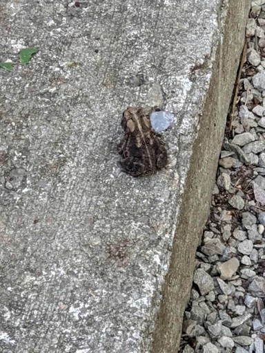 Vacation Rentals (United States of America, --, West Virginia)