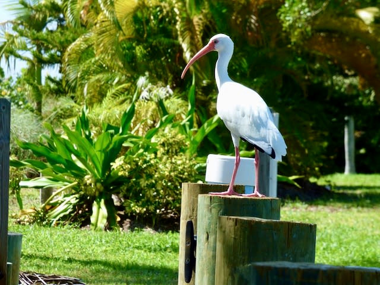 Spacious Waterside Cottage with Private Dock with Easy Access to Placida Bay and the Gulf of Mexico on Little Gasparilla Island, Florida