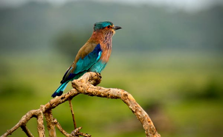 Safari Tents (Wirawila, Southern Province, Sri Lanka)